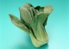 「チンゲン菜」鮮やかな緑色は風邪予防のサイン