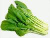 小松菜は優等生野菜