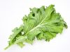 緑黄色野菜の王様「ケール」